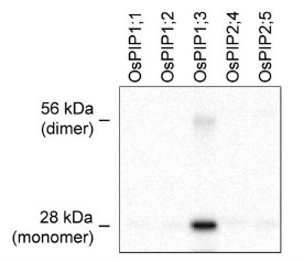 PIP1;3 | Aquaporin, plasma membrane intrinistic protein 1-3 in the group Antibodies for Plant/Algal / Membrane Transport System / Plasma membrane at Agrisera AB (Antibodies for research) (AS09 504)